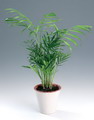 Chamaedorea elegans